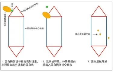 蛋白质也有“寿命”吗1