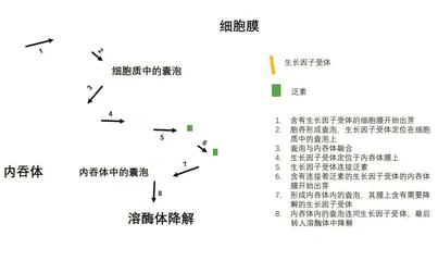 蛋白质也有“寿命”吗2