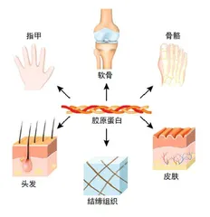 胶原蛋白知多少1