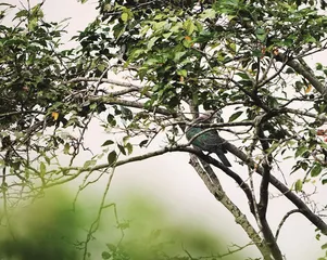 斯里兰卡的雨林里有什么鸟（上）4