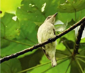 斯里兰卡的雨林里有什么鸟（上）6