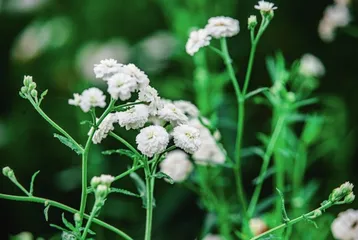 蓍草：古人卜筮的专用神草2