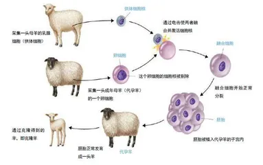 克隆动物7