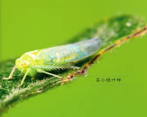 茉莉酸——植物防御的“烽火台”0