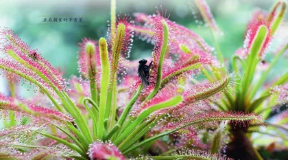 茉莉酸——植物防御的“烽火台”2