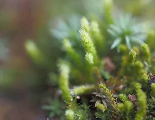 九寨沟的苔藓世界1