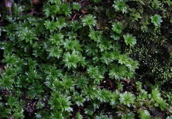 九寨沟的苔藓世界6