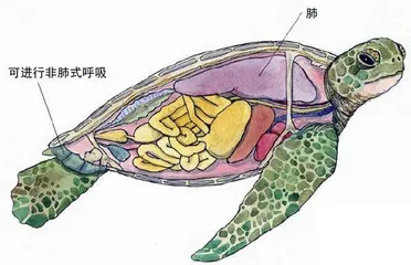 龟拥有生存耐力4