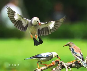 鸟的歌唱