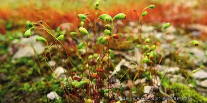 探秘不同寻常的“苔花”