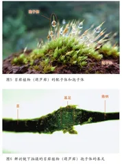 探秘不同寻常的“苔花”2