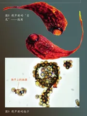 探秘不同寻常的“苔花”4