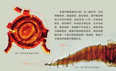 探秘不同寻常的“苔花”5