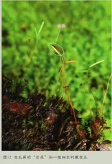 探秘不同寻常的“苔花”6