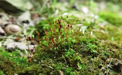 探秘不同寻常的“苔花”8