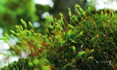 探秘不同寻常的“苔花”11