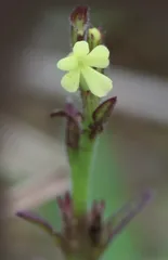 破坏力强大的“巫婆草”0