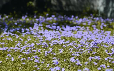 酢浆草的生存智慧