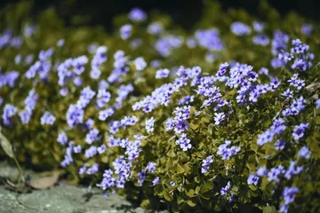 酢浆草的生存智慧1