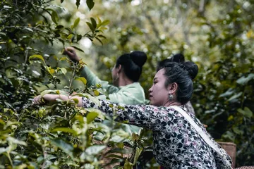 景迈山 林茶互生、人地共荣的千年传奇1