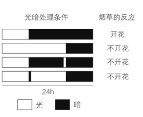 植物如何“看见”光1