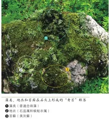 带“苔”字的植物都是苔藓吗？