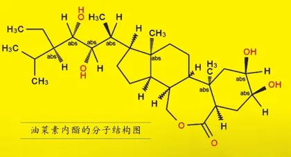 小小油菜花 植物科研“大功臣”1