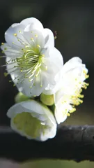 古典雅致香生活——清火静心 香雪润津丹