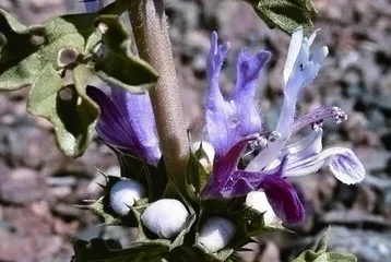 细数“兔姓”植物（下）3