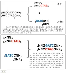 生命编程：基因工程的奇迹与挑战0