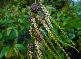 黄独 这个“香芋”有些毒0