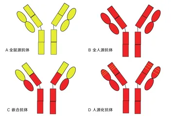 抗体，人体的“生物导弹”1