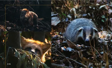 走进红山森林动物园本土物种保育区