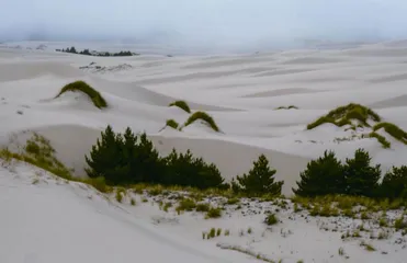 流沙却步，一场跨世纪的生态实验（下）1