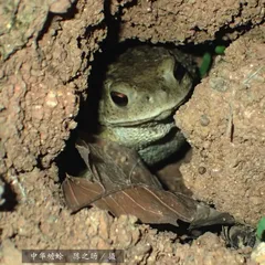 走进红山森林动物园本土物种保育区3