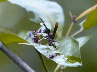 《诗经》里走出来的昆虫——蜾蠃4