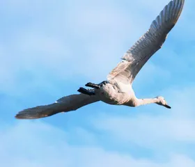 天鹅为什么在高空中不会缺氧