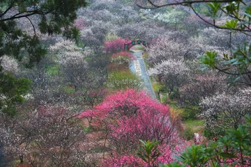 香雪海梅花甲天下0