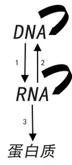 RNA：药物开发的“新钥匙”0