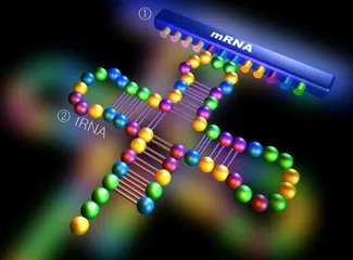 RNA：药物开发的“新钥匙”1