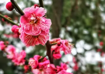 香雪海梅花甲天下2