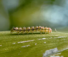 《诗经》里走出来的昆虫——螟、螣、蟊、贼