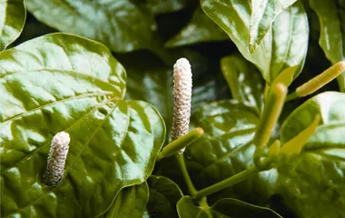 荜茇 熟悉又陌生的古老香草0