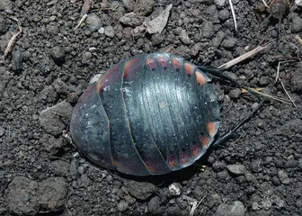 《诗经》里走出来的昆虫——土鳖虫1