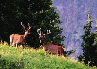 夏尔希里鲜为人知的神秘净土2