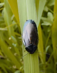 《诗经》里走出来的昆虫——土鳖虫3