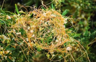 植物真的能闻到味道吗1