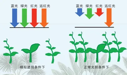 植物身高为何各不同0