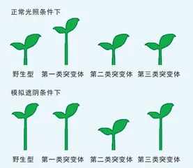 植物身高为何各不同1