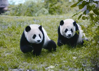 保护生物多样性，共享美好家园